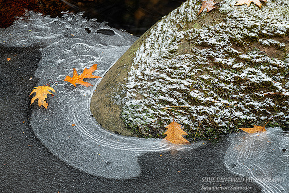 New ice, leaves and Rock