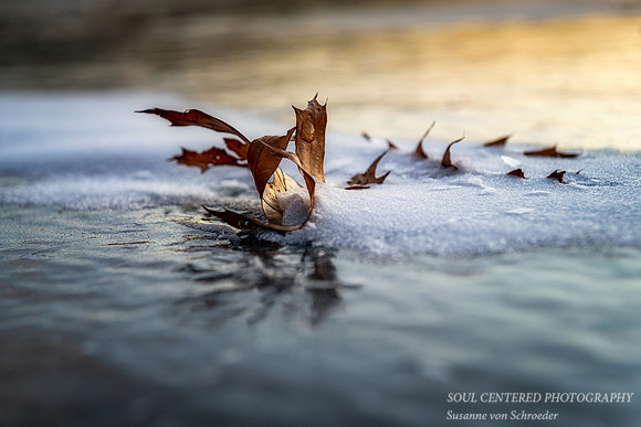 Oak leaf in ice