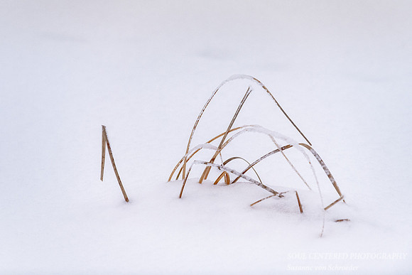 Frosty grass, Audie Lake