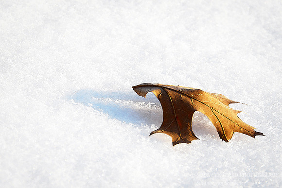 Oak leaf in snow