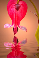 Bleeding Heart 2