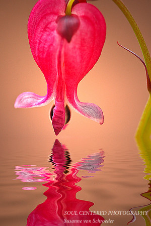 Bleeding Heart 2