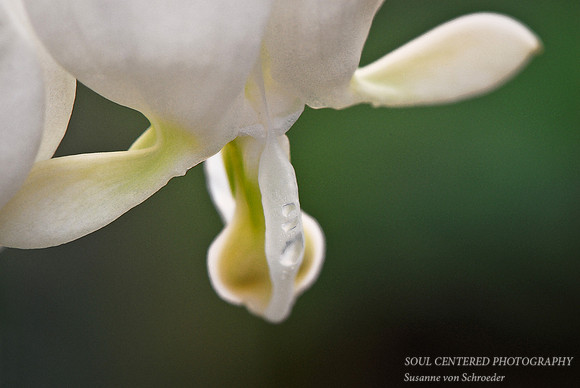 Bleeding Heart , white
