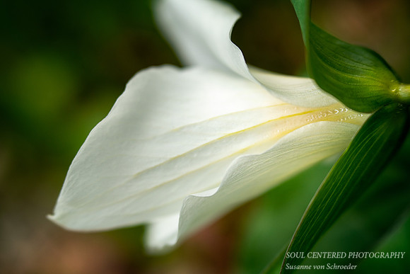 Trillium up close