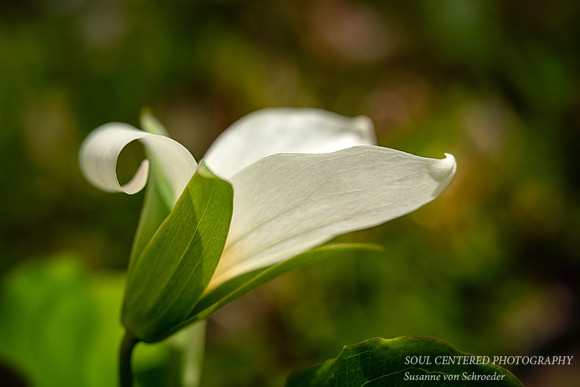 Trillium with a curl 1