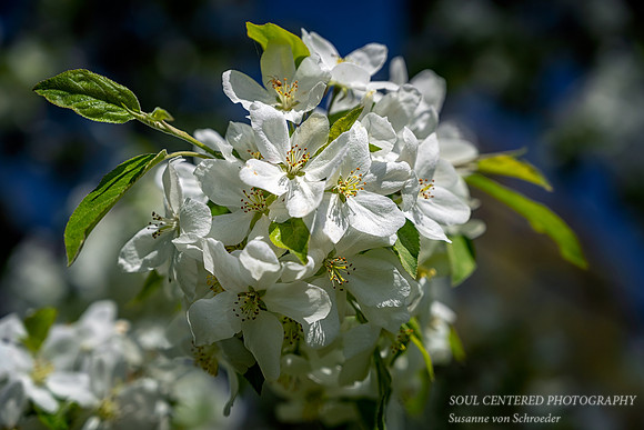 Appleblossoms, white