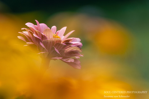 Pink Zinnia surrounded by yellow