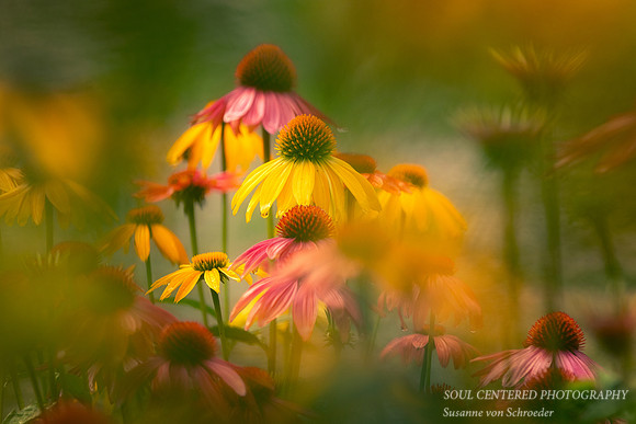 Dreamy Coneflowers 1