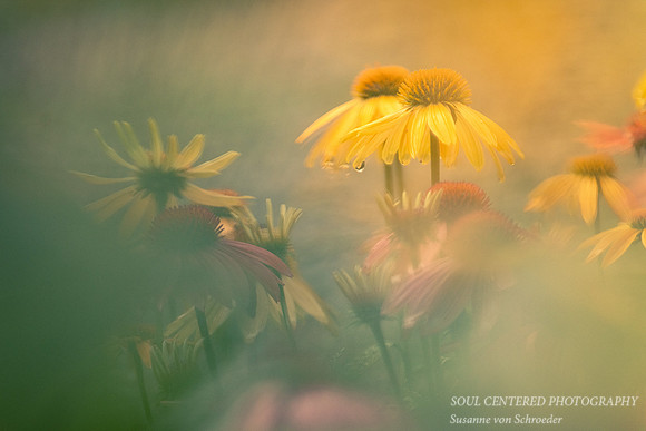 Dreamy Coneflowers 2
