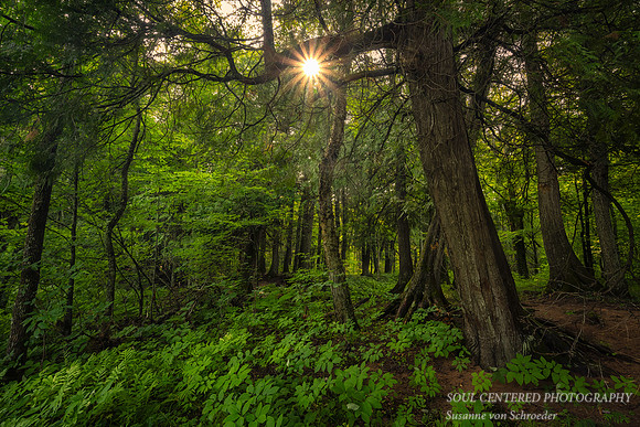 Summer forest, along the Flambeau river, July '23