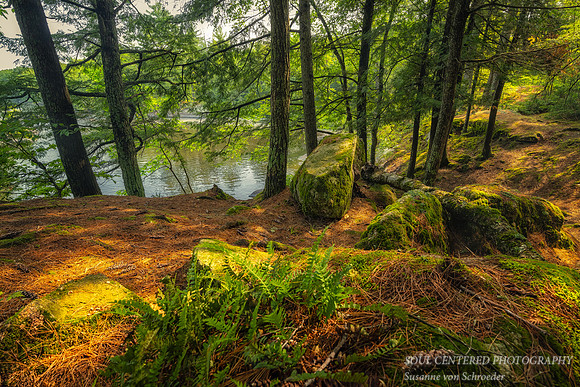 Along the Flambeau river, July '23