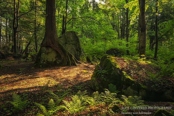"Friendship Tree", light and shadows, July '23