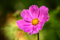 Cosmos, pink