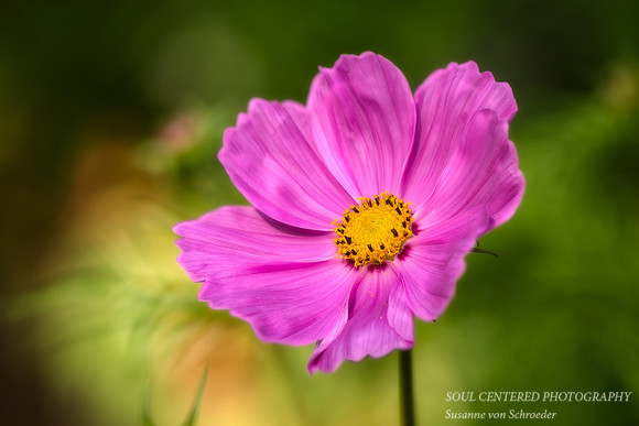 Cosmos, pink
