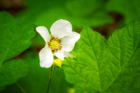 Thimbleberry flower
