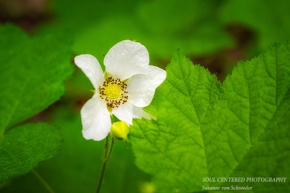 Thimbleberry flower