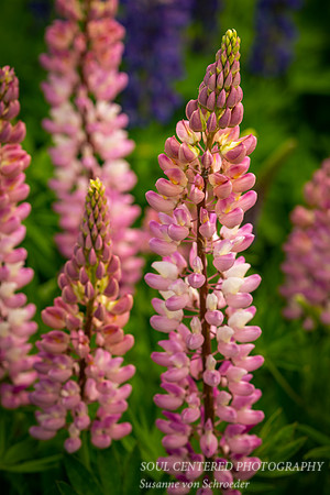 Lupine, pink & white