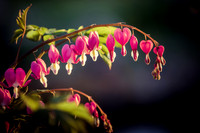 Pink Bleeding Hearts