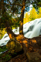Bond Falls, with tree roots