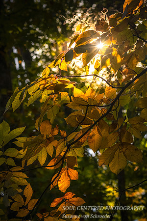 A golden moment, fall colors