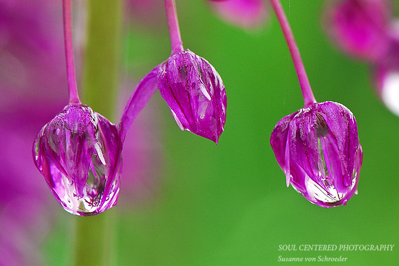 Allium w. drops 1