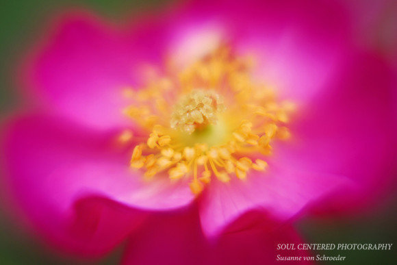 Rose, pink LB 2