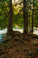 Cedar Trees w. roots along the river