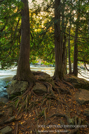 Cedar Trees w. roots along the river