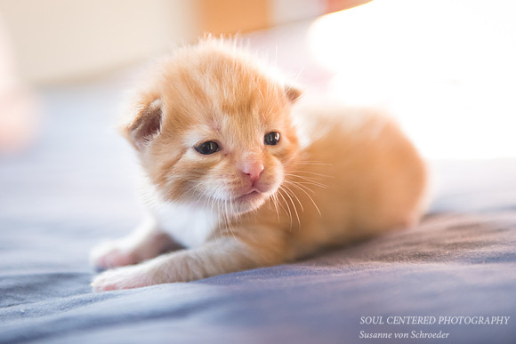 Kitten, Surya 1