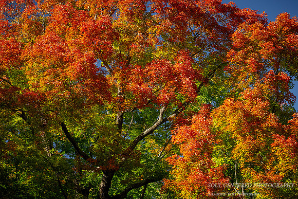 Red, orange, yellow, green autumn trees 1