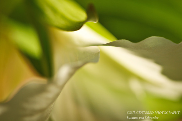 Trillium, macro