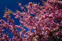Pink Crabapple blossoms