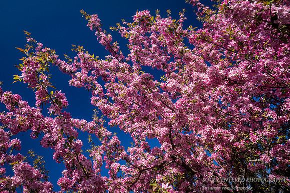 Pink Crabapple blossoms