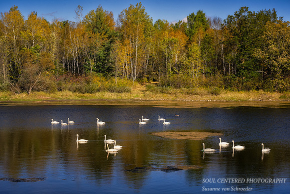 A group of swans and one goose