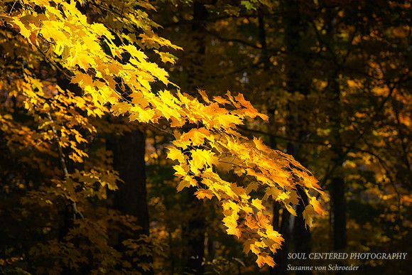 A branch of golden Maple leaves