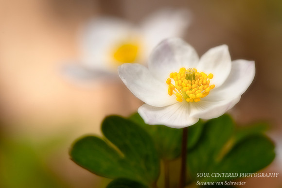 Anemone, soft