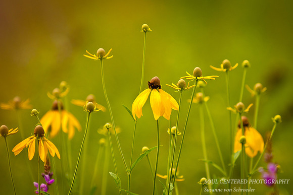 Rudbeckias Prairie