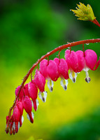 Bleeding Heart, rain1