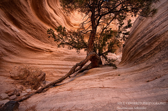 Long Tree root, Tent Rocks
