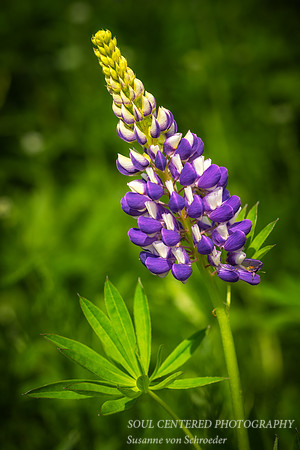 Lupine with leaf