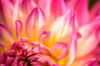 Dahlia, Pink & yellow