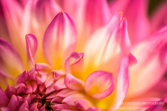Dahlia, Pink & yellow