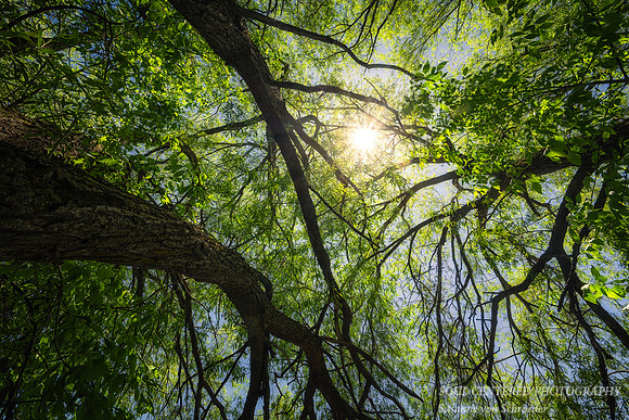 Underneath a Willow tree in Washburn, WI 2