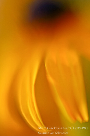 Rudbeckia, soft touch 2