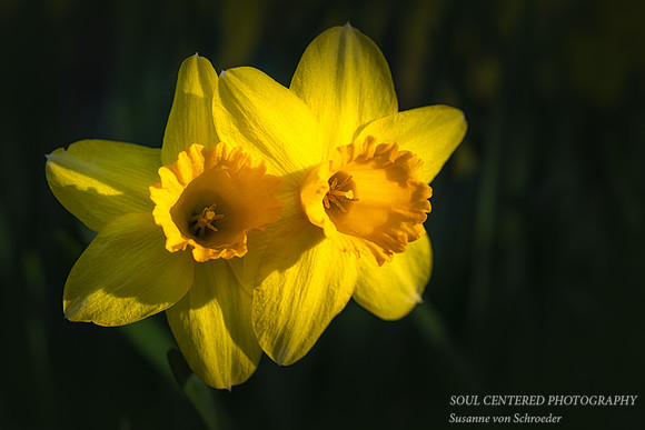 A pair of Yellow Daffodil in light
