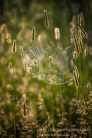 Spiderweb in morning light and dew 3