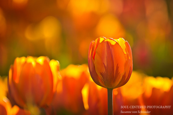 Tulips orange 3