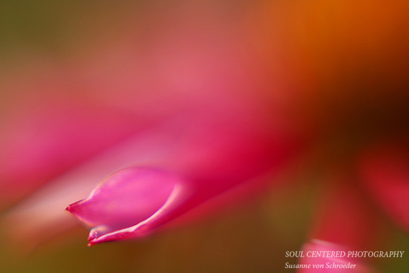 Echinacea spoon