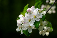 Apple blossoms, May '25 2