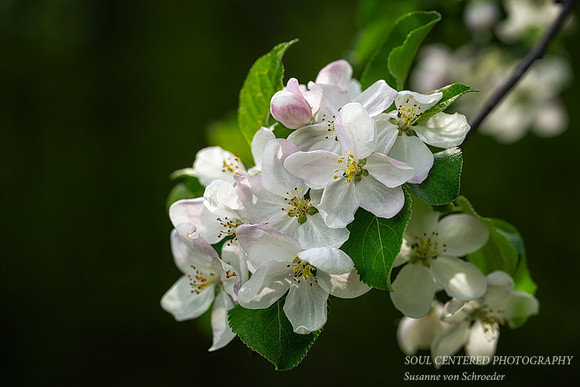 Apple blossoms, May '25 2